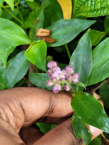 Floscopa scandens, photograph 5