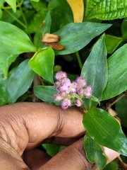 Floscopa scandens, photograph (c) Pranav Chandra Bose, some rights reserved (CC BY)