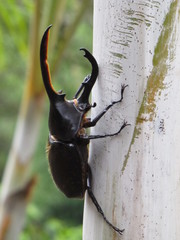 Dynastes septentrionalis
