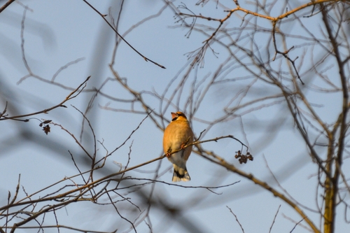 Hawfinch (Coccothraustes coccothraustes), photo 2
