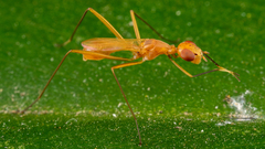 Micropezidae