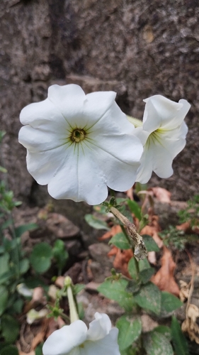 Large white petunia
