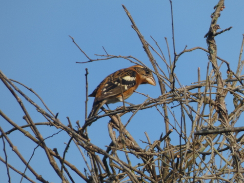 Black-headed Grosbeak (Pheucticus melanocephalus)