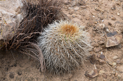 Parodia maassii