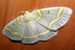 Iotaphora admirabilis