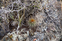 Parodia maassii