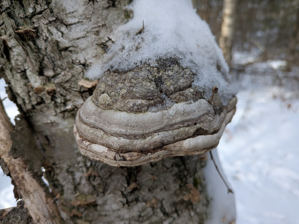 Fomes excavatus · January 2026 · photo: © ivanwiljanen (iNaturalist, cc-by)