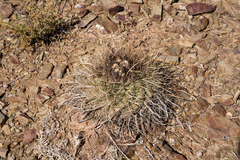Parodia maassii