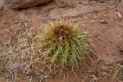 Parodia maassii