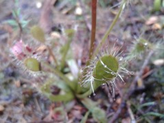 Drosera stenopetala
