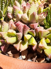 Faucaria