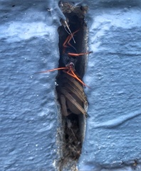 Tachypompilus ignitus