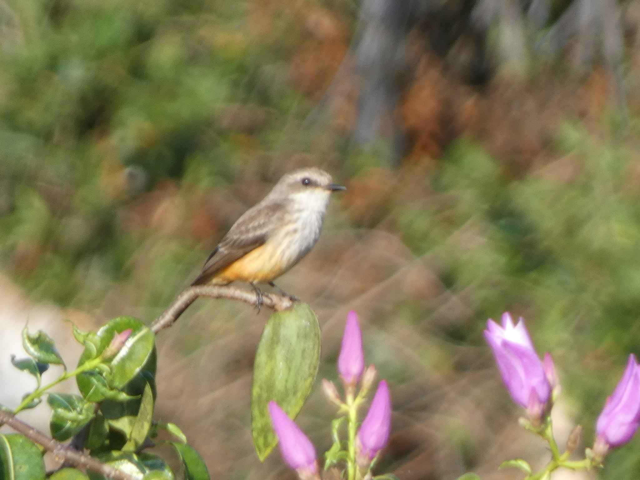 Vermilion Flycatcher (Pyrocephalus rubinus), photo 3