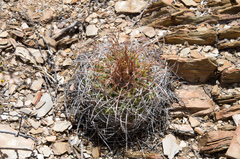 Parodia maassii