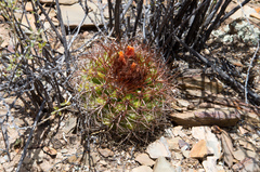Parodia maassii