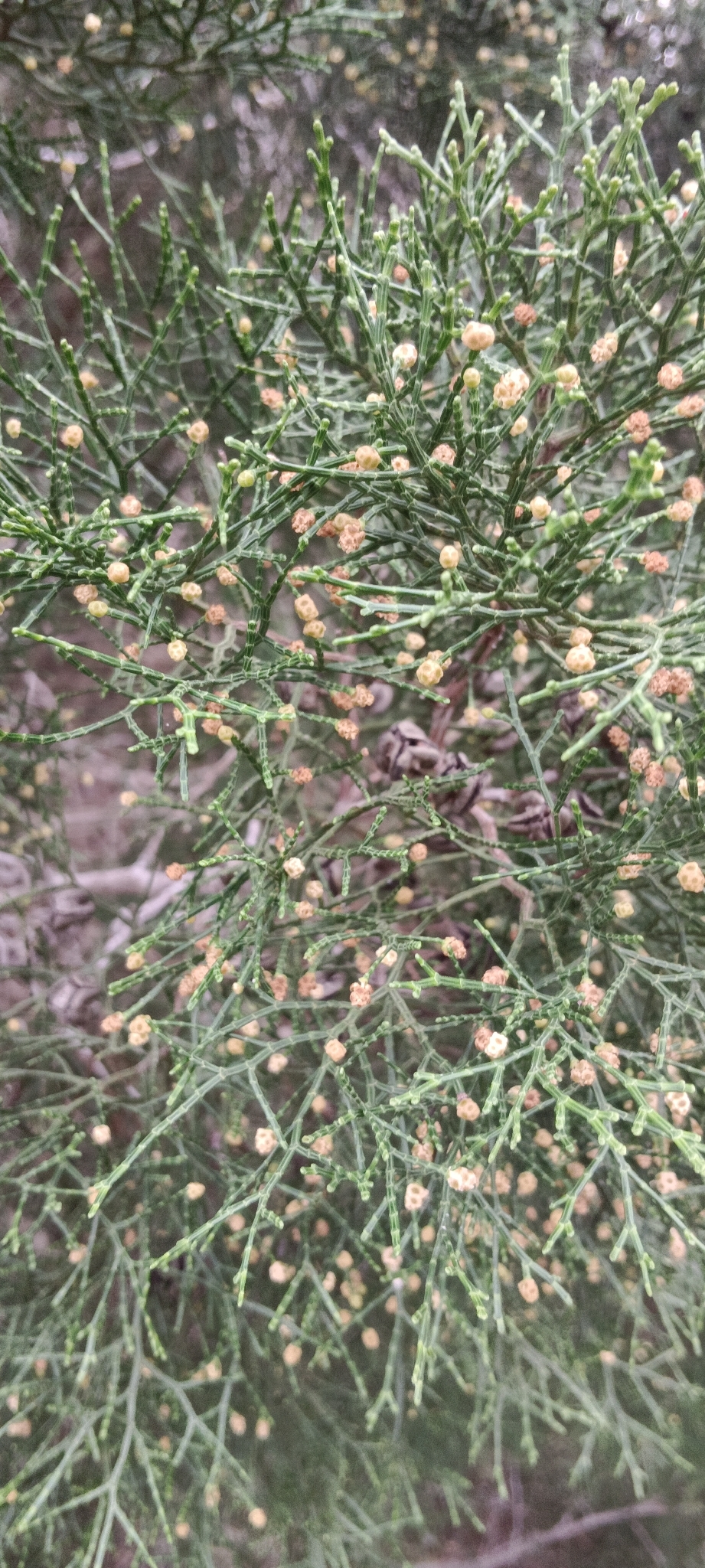 Sandarac tree