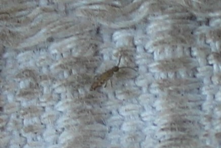 Entomobrya intermedia G.Brook, 1884