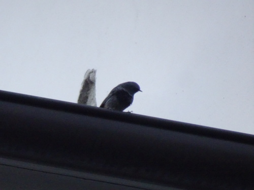 Black Redstart (Phoenicurus ochruros), photo 2