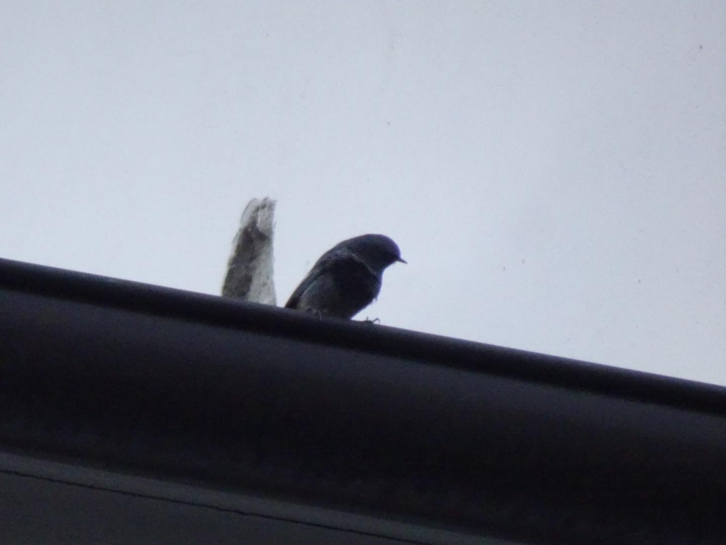 Black Redstart (Phoenicurus ochruros), photo 2