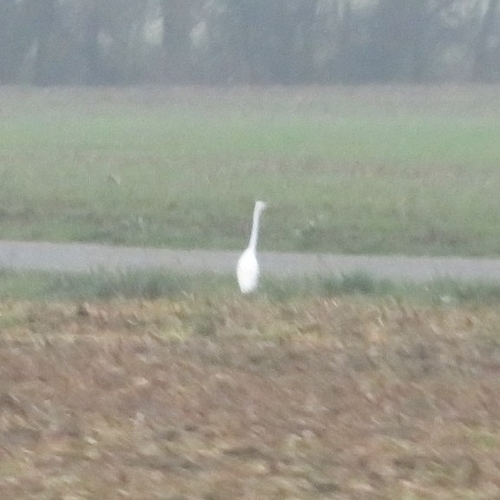 Great Egret