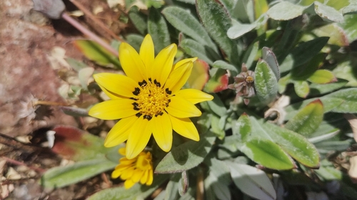 Gazania rigens