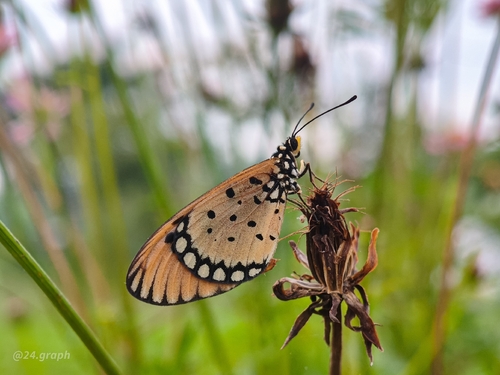 Acraea terpsicore