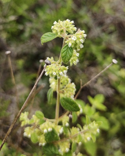 Minthostachys verticillata, photograph 6