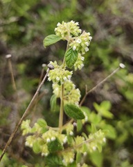 Minthostachys verticillata, photograph (c) Lucas Carbone, some rights reserved (CC BY)