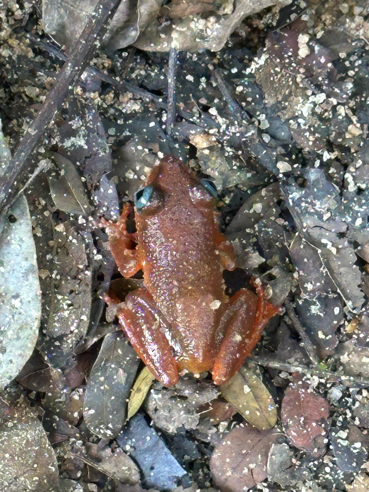Morere's Blue-Eyed Frog photo 2