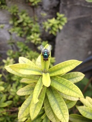 Chrysomya megacephala