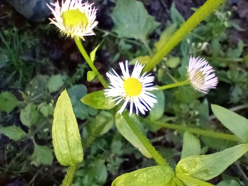 Daisy fleabane