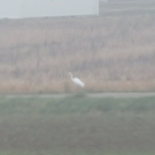 Great Egret (Ardea alba), photo 5