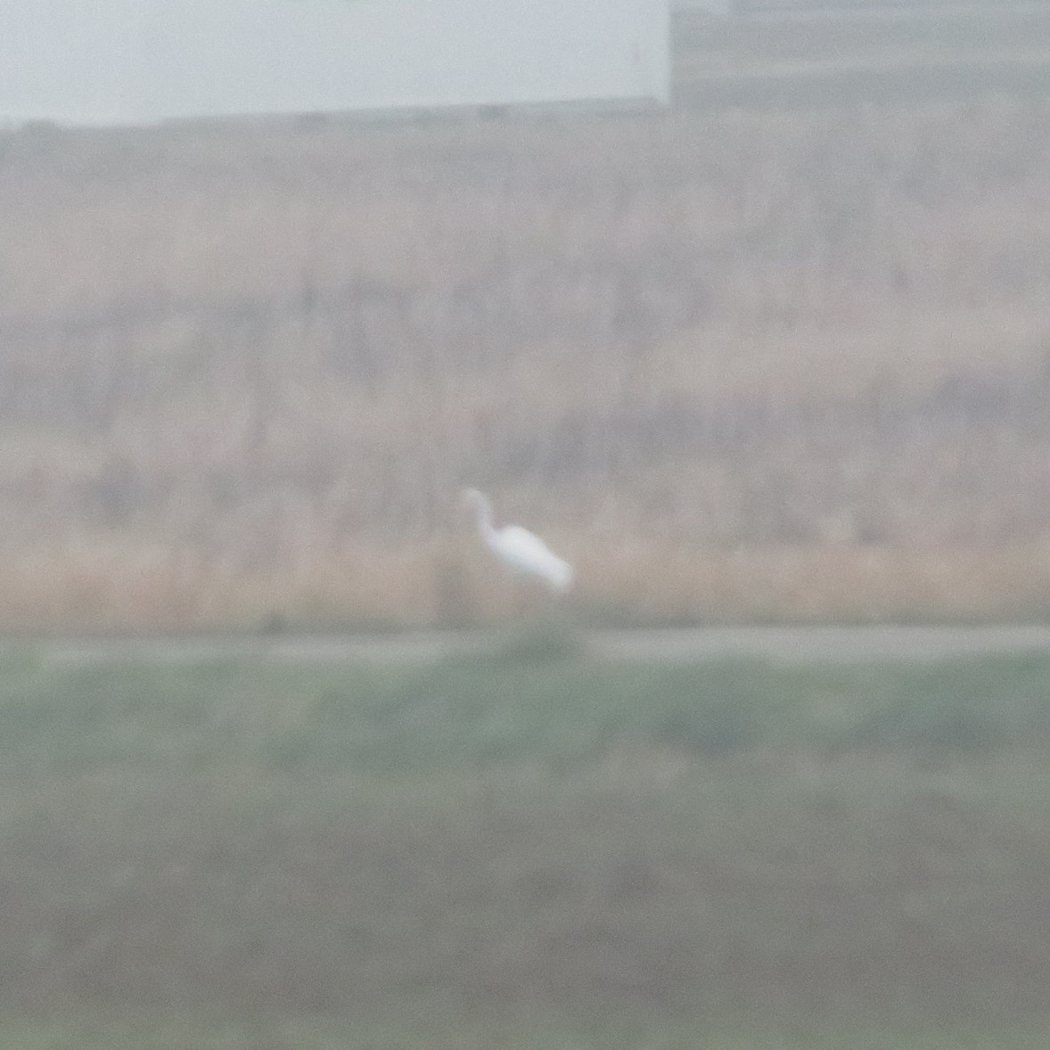 Great Egret (Ardea alba), photo 7