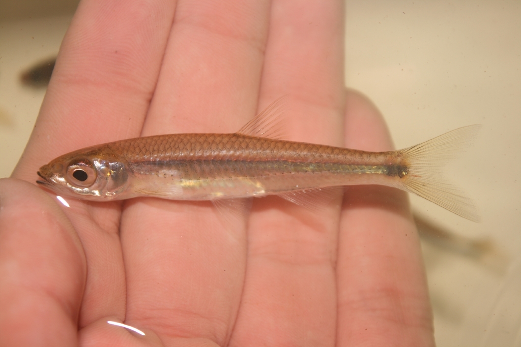 Silverstripe Shiner