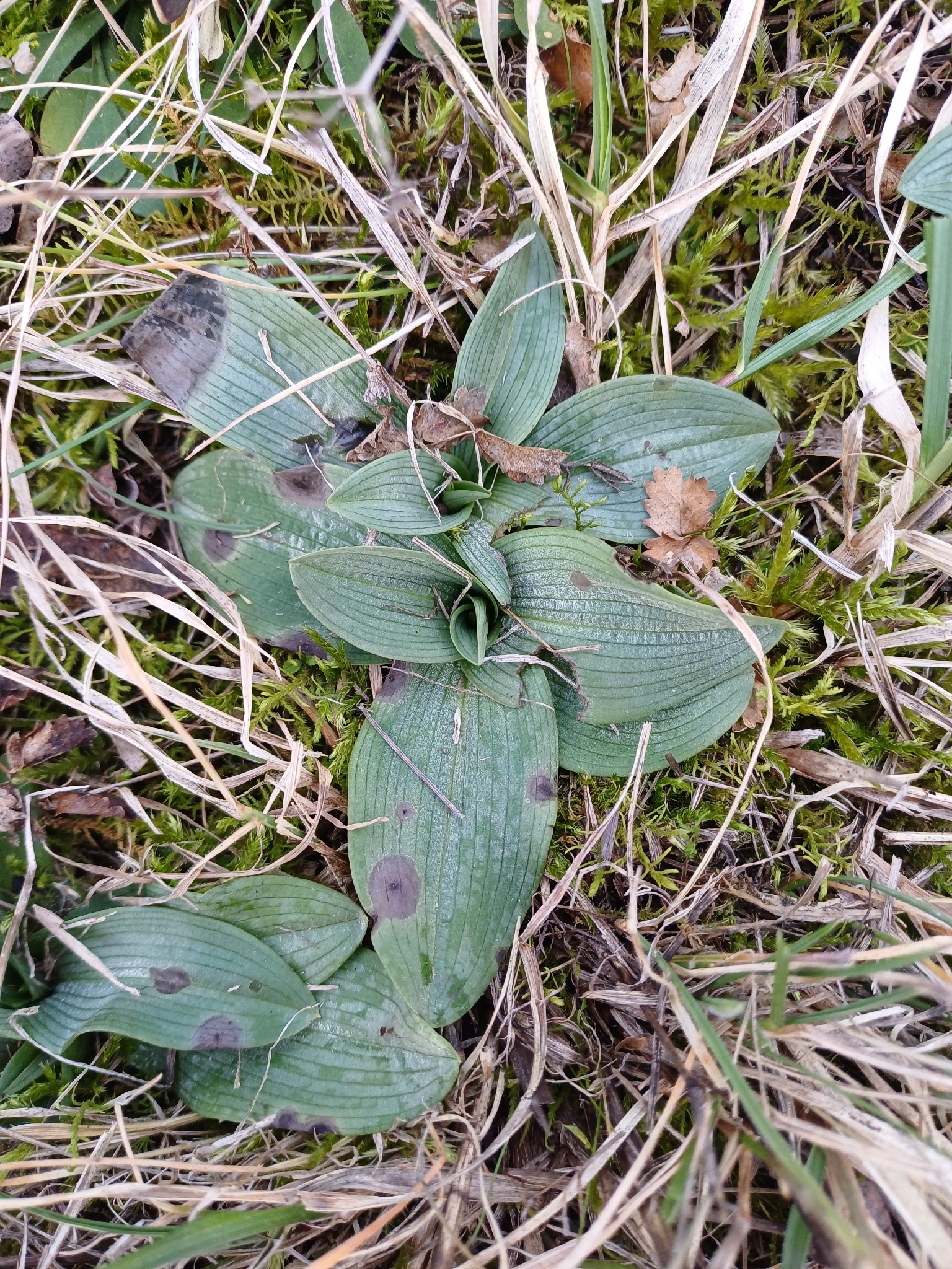 Early spider-orchid