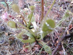 Drosera stenopetala