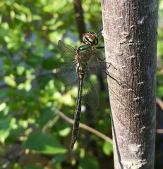 Somatochlora arctica