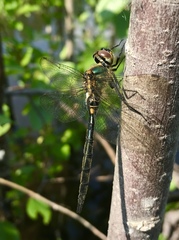 Somatochlora arctica