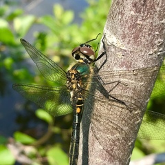 Somatochlora arctica