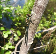 Somatochlora arctica