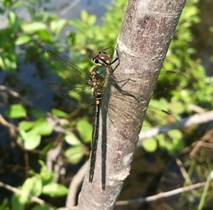 Somatochlora arctica