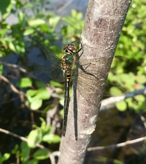 Somatochlora arctica