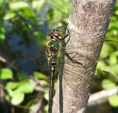 Somatochlora arctica