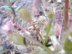 Drosera stenopetala