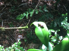Elaphroptera