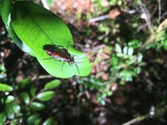 Elaphroptera