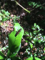Elaphroptera