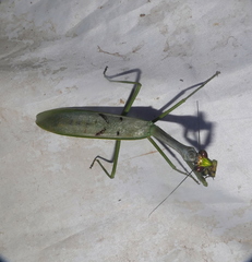 Stagmatoptera supplicaria