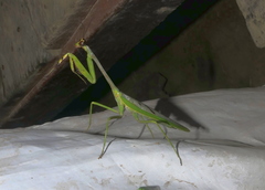 Stagmatoptera supplicaria