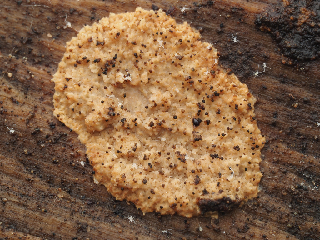 Phlebia sp. 'PNW01'